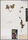 Foto von Salix aurita L.